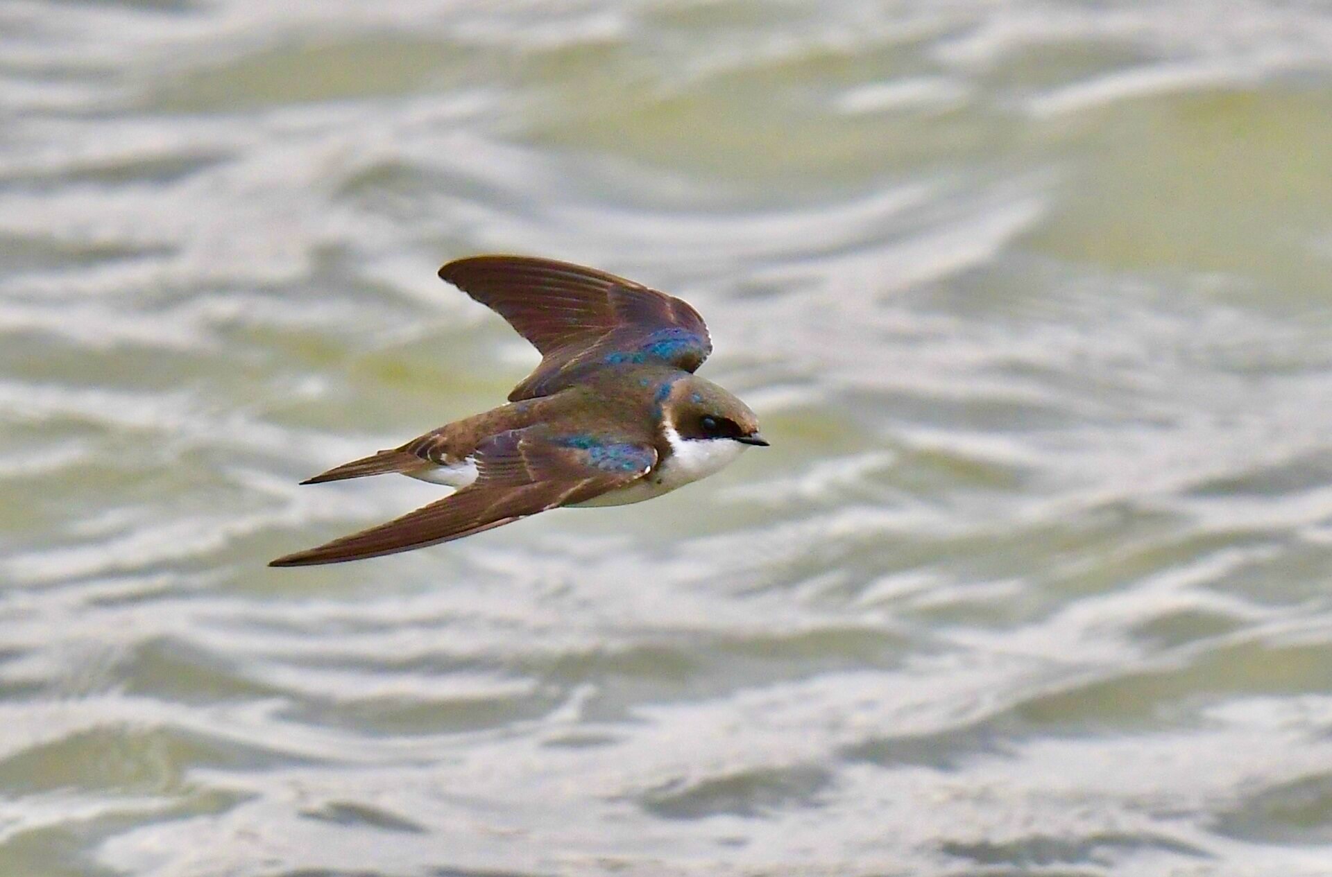 Tree Swallow by Wildreturn is licensed under CC BY 2.0.